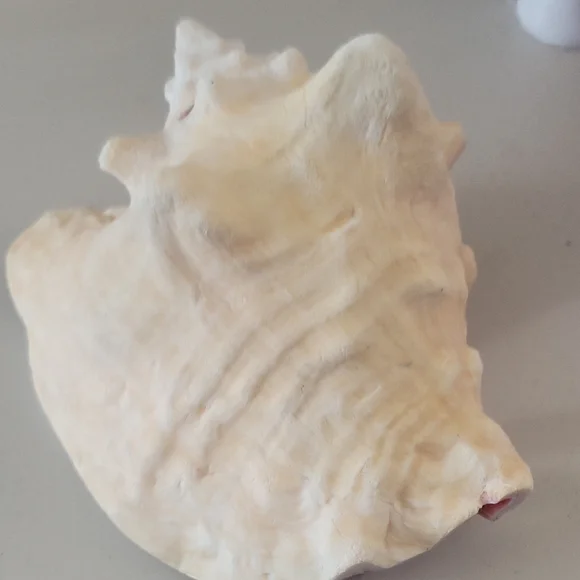 Pretty in Pink: Shell of Radiance - Picture 3 of 5